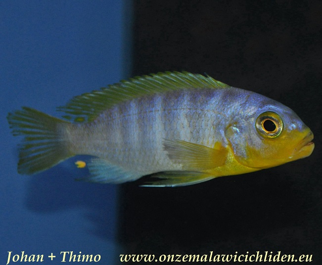 Onze Malawi-cichliden